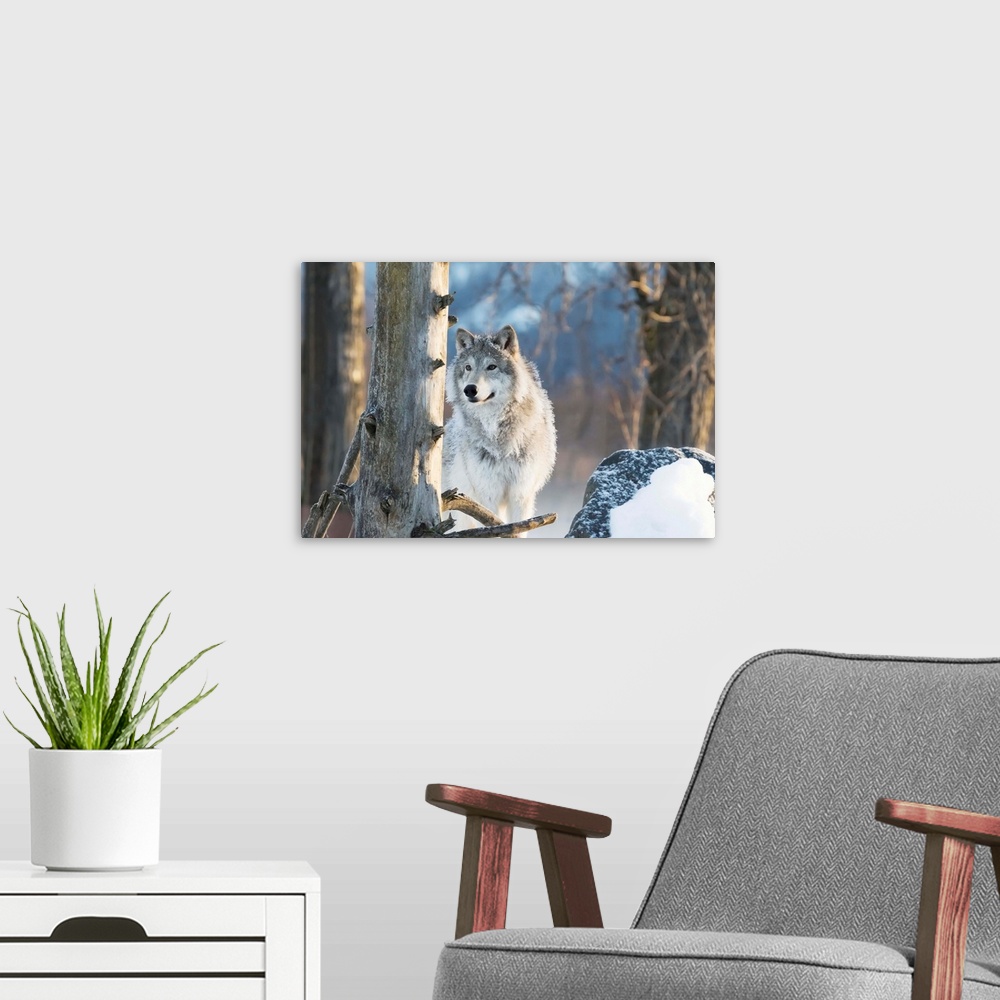 A modern room featuring Female Gray Wolf (canis lupus), captive, Alaska Wildlife Conservation Center, Portage, Alaska, Un...