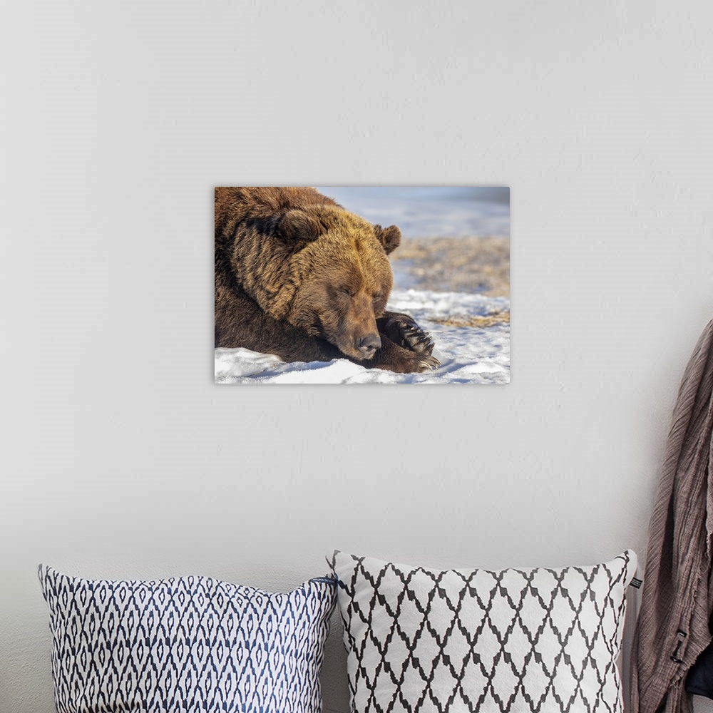 A bohemian room featuring Female Grizzly bear (Ursus arctic sp.) resting in the snow, Alaska Wildlife Conservation Center, ...