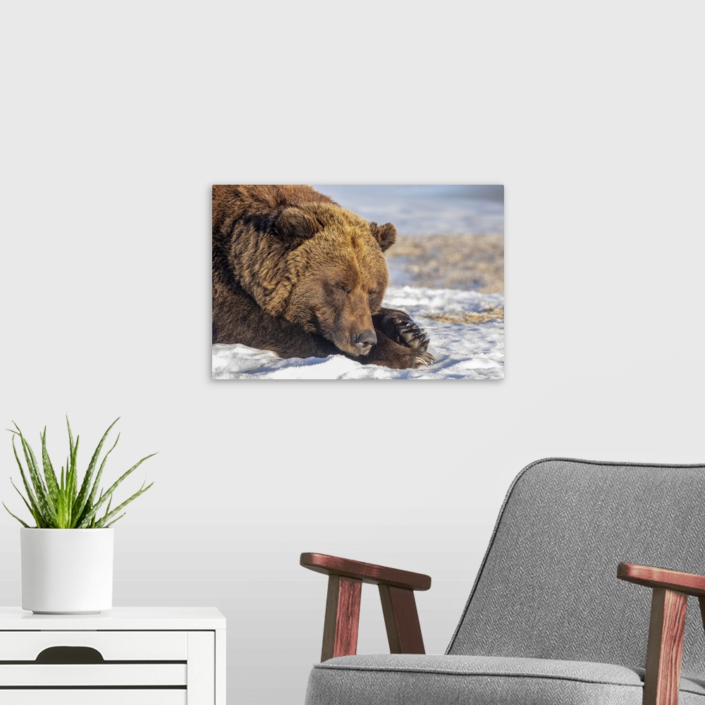 A modern room featuring Female Grizzly bear (Ursus arctic sp.) resting in the snow, Alaska Wildlife Conservation Center, ...