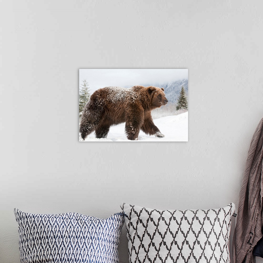 A bohemian room featuring Female Grizzly Walks Through Snow, Wildlife Conservation Center, Alaska