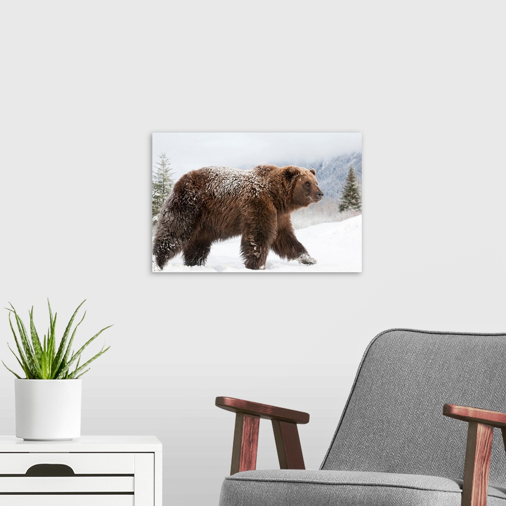 A modern room featuring Female Grizzly Walks Through Snow, Wildlife Conservation Center, Alaska