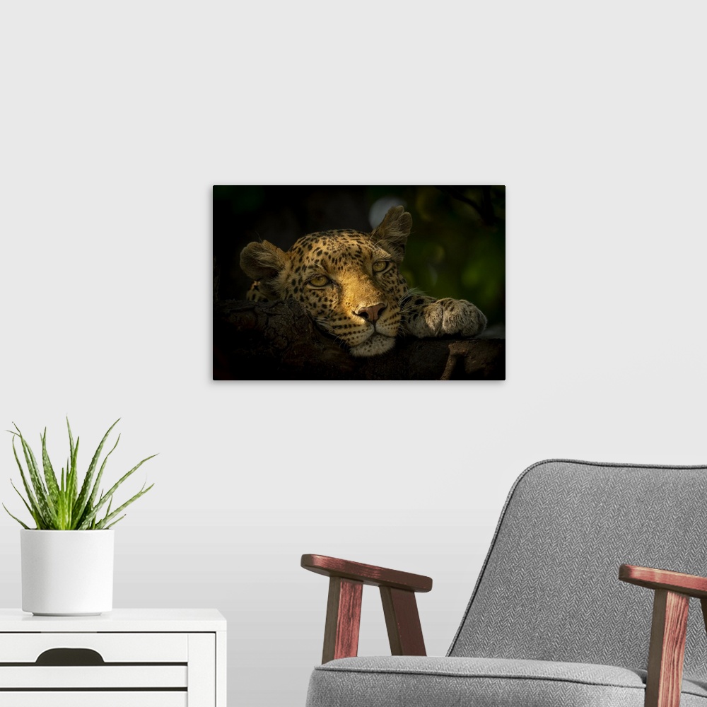 A modern room featuring Close-up portrait of a female leopard (Panthera pardus) lying in dappled sunlight with her head r...