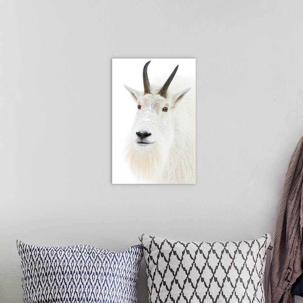 A bohemian room featuring A female Mountain goat looks at camera.  Portrait shot of a captive goat.  Winter.  A few specks ...