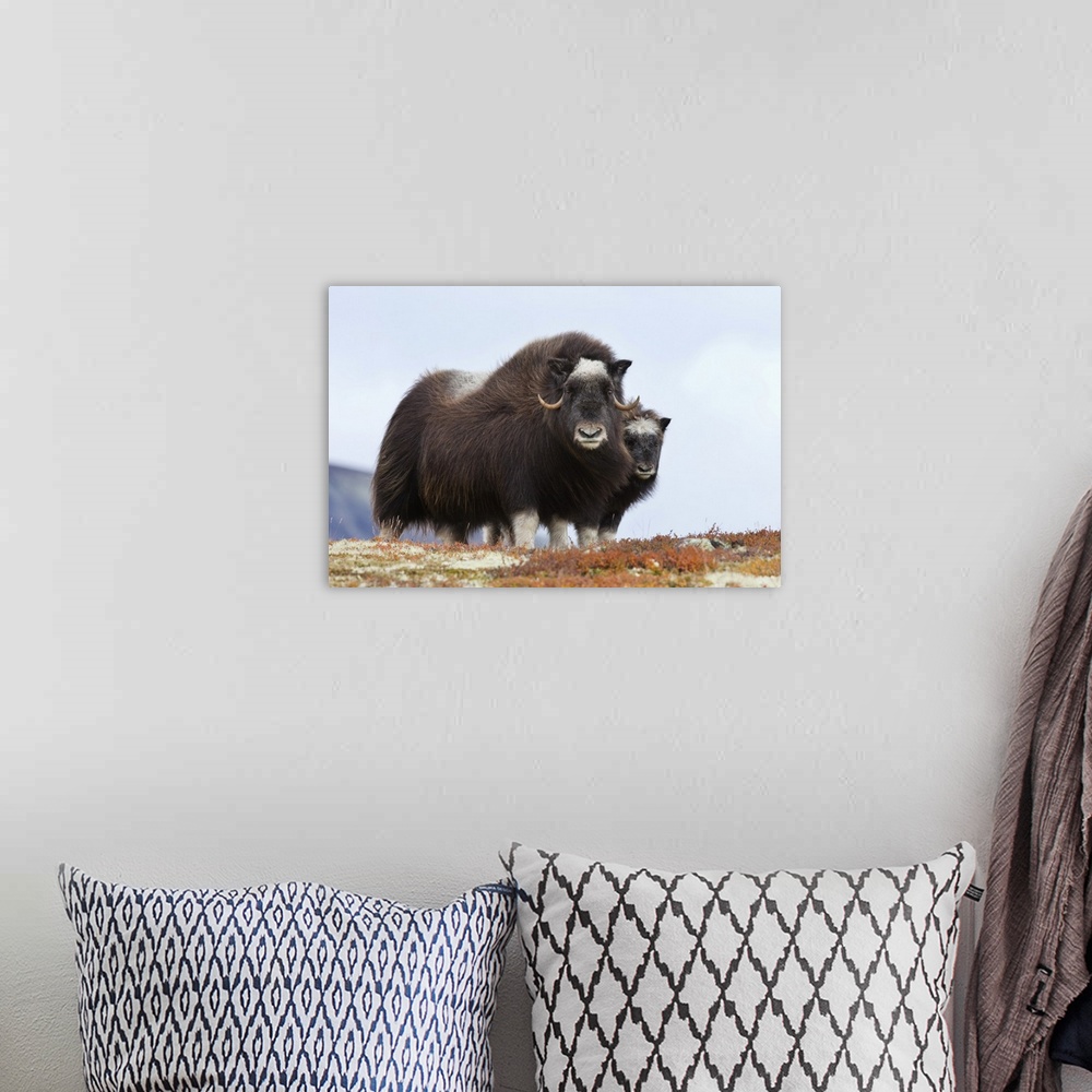 A bohemian room featuring Female Muskox with Calf, Dovrefjell-Sunndalsfjella National Park, Norway