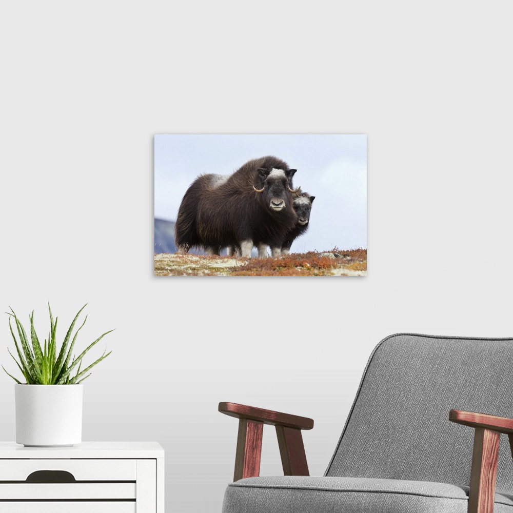 A modern room featuring Female Muskox with Calf, Dovrefjell-Sunndalsfjella National Park, Norway
