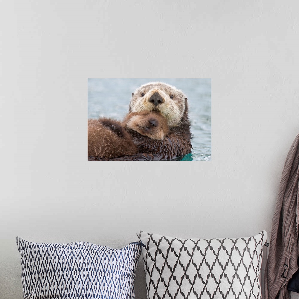 A bohemian room featuring Sea otter (Enhudra lutris), closeup, swimming on back with pup riding on her belly, Prince Willia...
