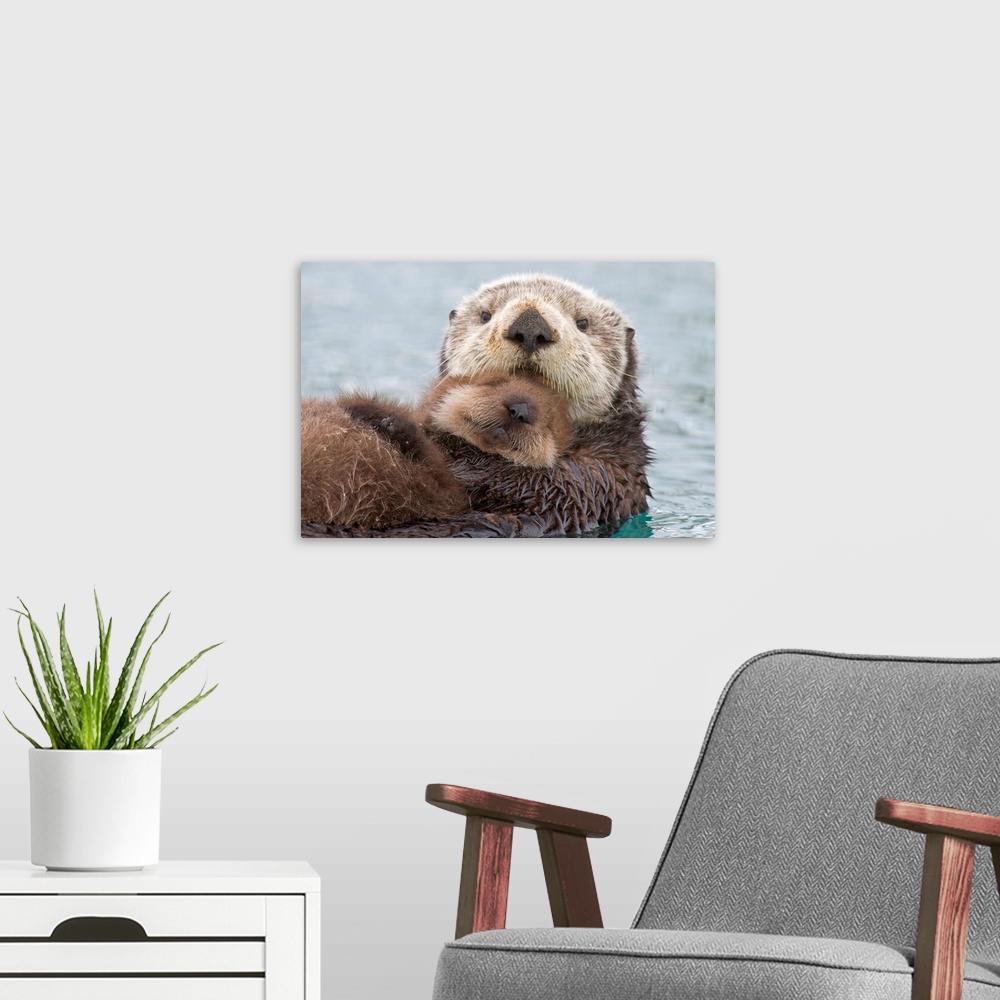 A modern room featuring Sea otter (Enhudra lutris), closeup, swimming on back with pup riding on her belly, Prince Willia...