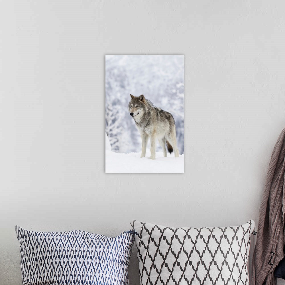 A bohemian room featuring Female Tundra Wolf In Snow, Alaska Wildlife Conservation Center, Alaska