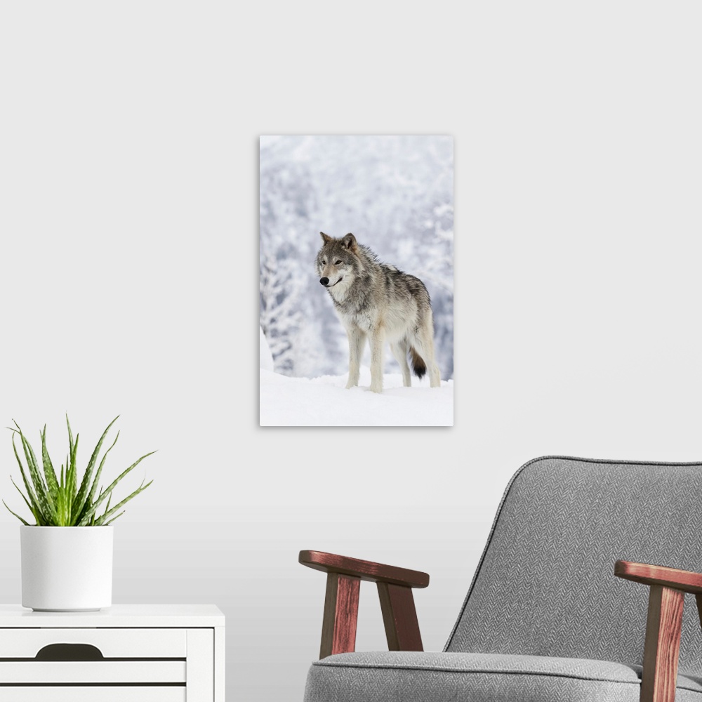 A modern room featuring Female Tundra Wolf In Snow, Alaska Wildlife Conservation Center, Alaska
