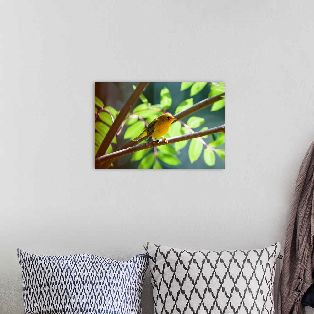 A bohemian room featuring Female Wilson's Warbler Perched On Mountain Ash Branch, Fairbanks, Alaska