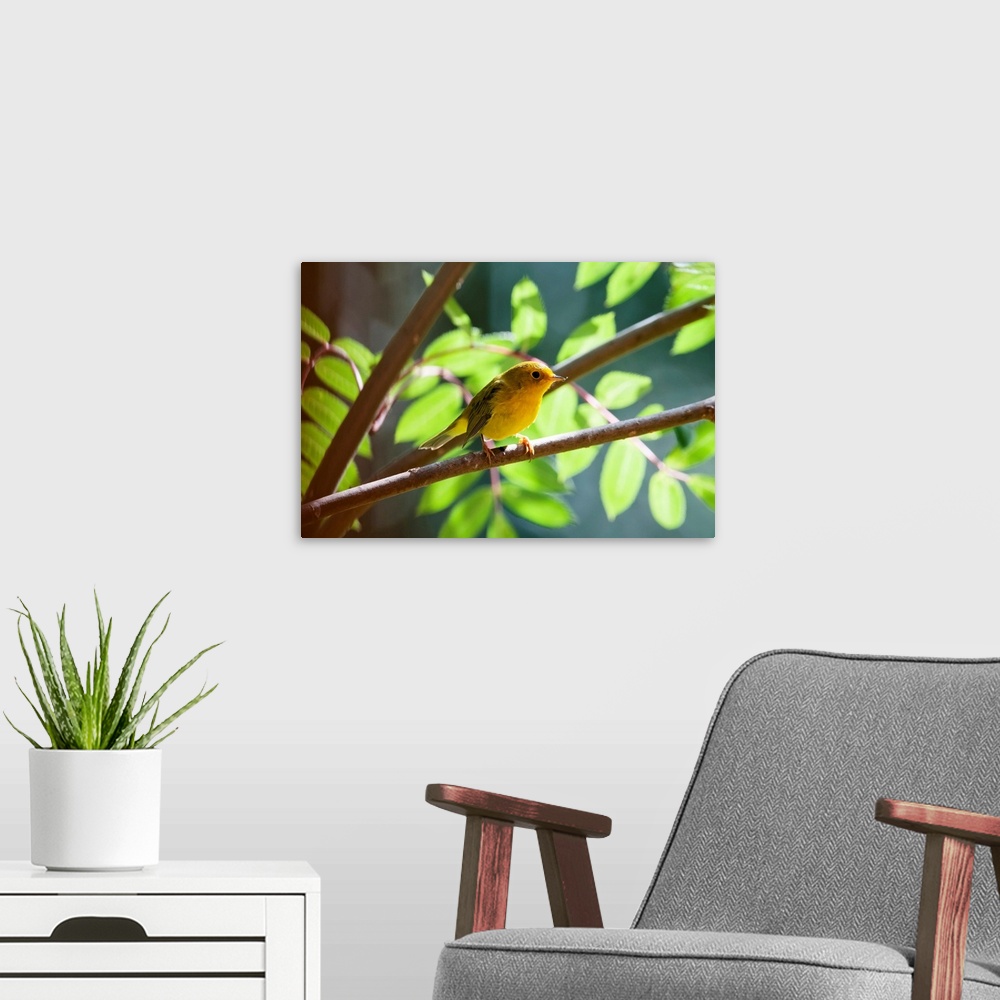 A modern room featuring Female Wilson's Warbler Perched On Mountain Ash Branch, Fairbanks, Alaska
