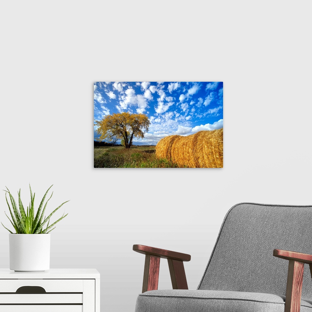 A modern room featuring Field And Straw Rolls, St. Adolphe, Manitoba, Canada
