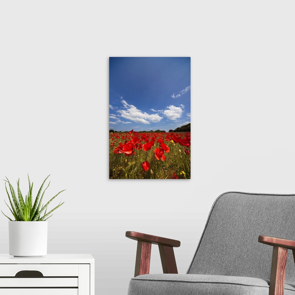 A modern room featuring Field Full Of Red Flowers; Northumberland, England