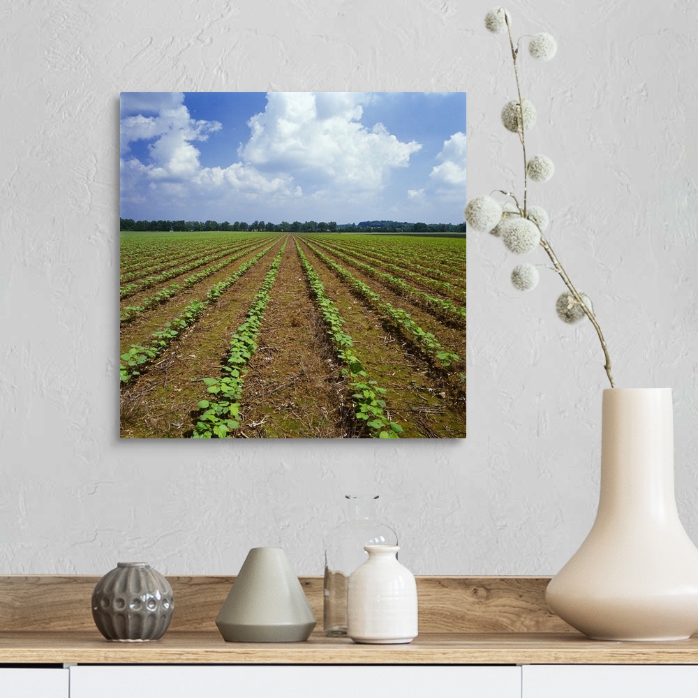A farmhouse room featuring Field of early growth no-till cotton, Tennessee