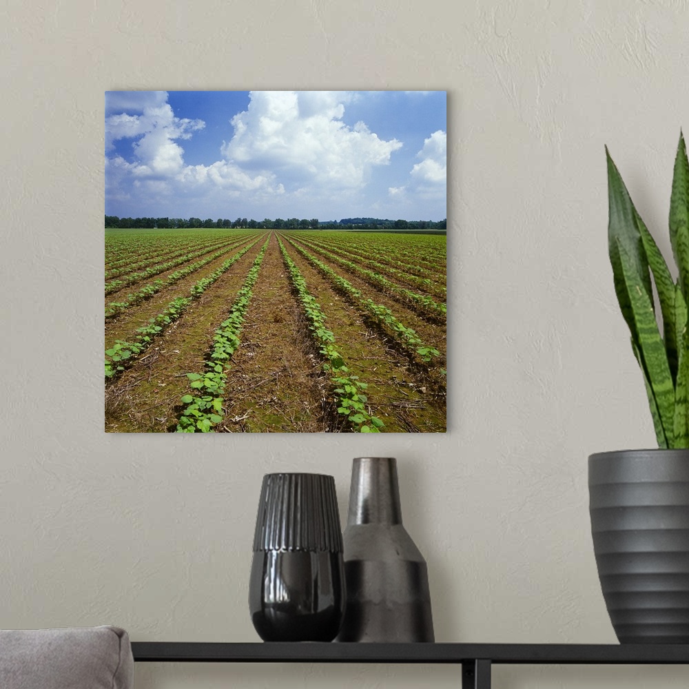 A modern room featuring Field of early growth no-till cotton, Tennessee