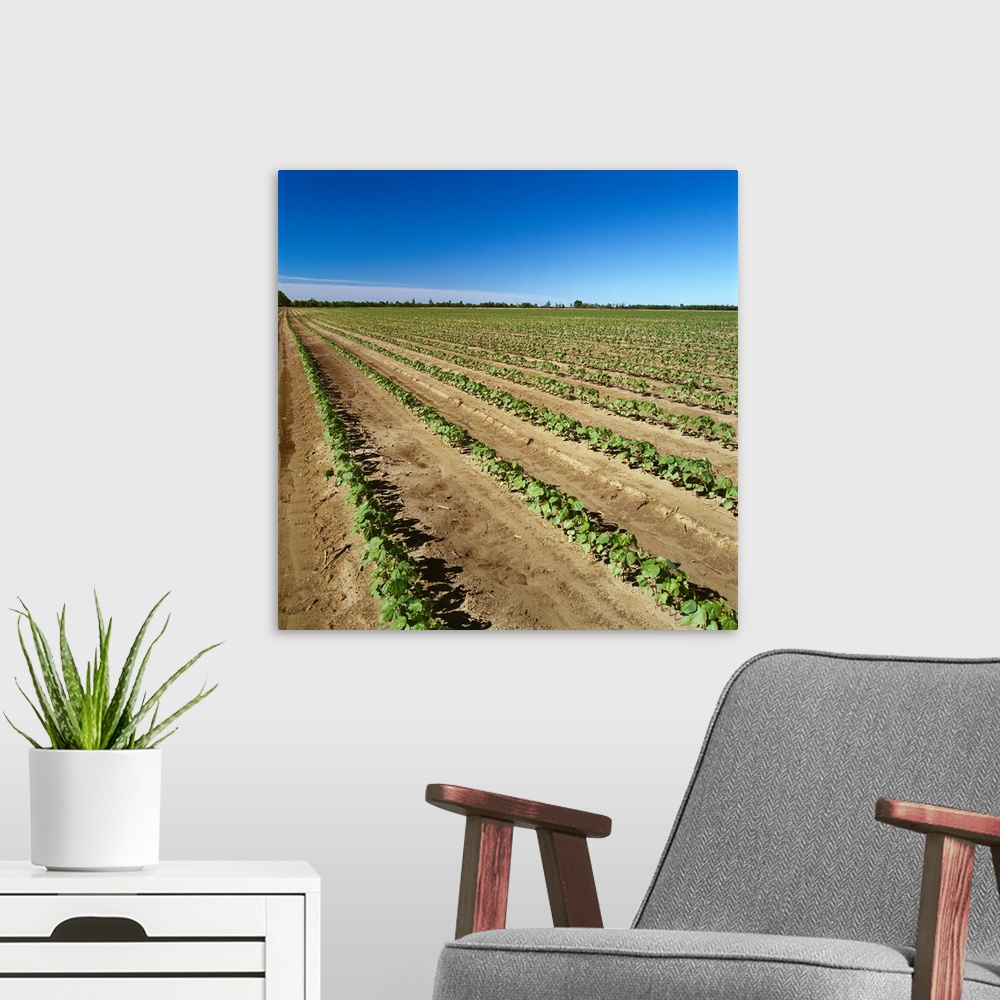 A modern room featuring Field of early growth reduced tillage cotton, Mississippi