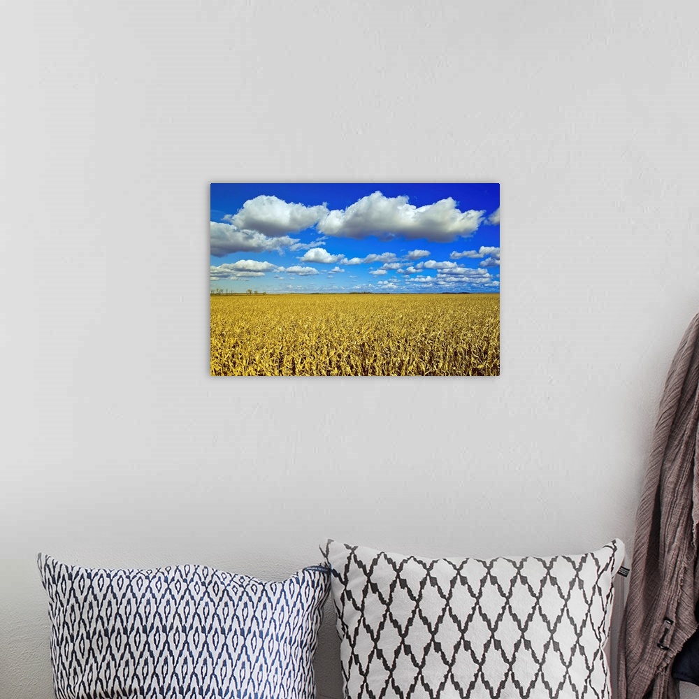 A bohemian room featuring Field Of Feed/Grain Corn Stretches To The Horizon, Manitoba, Canada