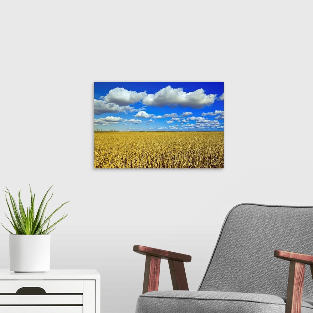 A modern room featuring Field Of Feed/Grain Corn Stretches To The Horizon, Manitoba, Canada