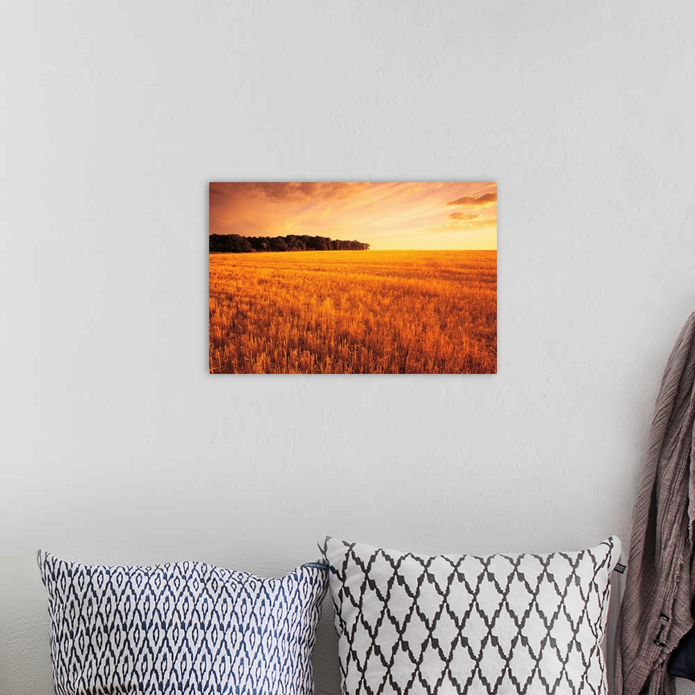 A bohemian room featuring Field Of Grain Stubble Near St. Adolphe, Manitoba, Canada