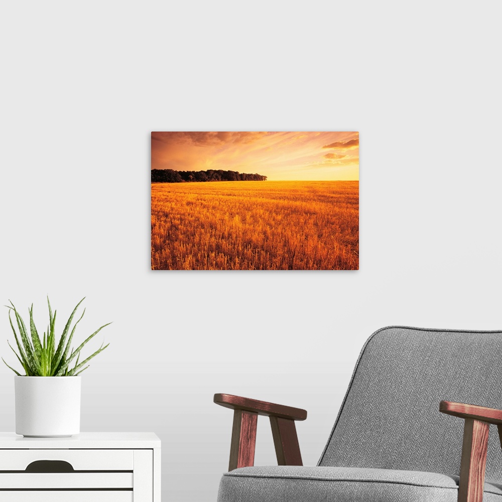 A modern room featuring Field Of Grain Stubble Near St. Adolphe, Manitoba, Canada