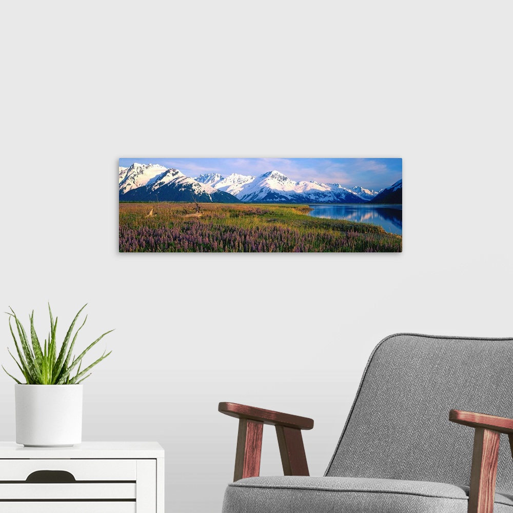 A modern room featuring Field Of Lupine Flowers Along Turnagain Arm, Southcentral, Alaska