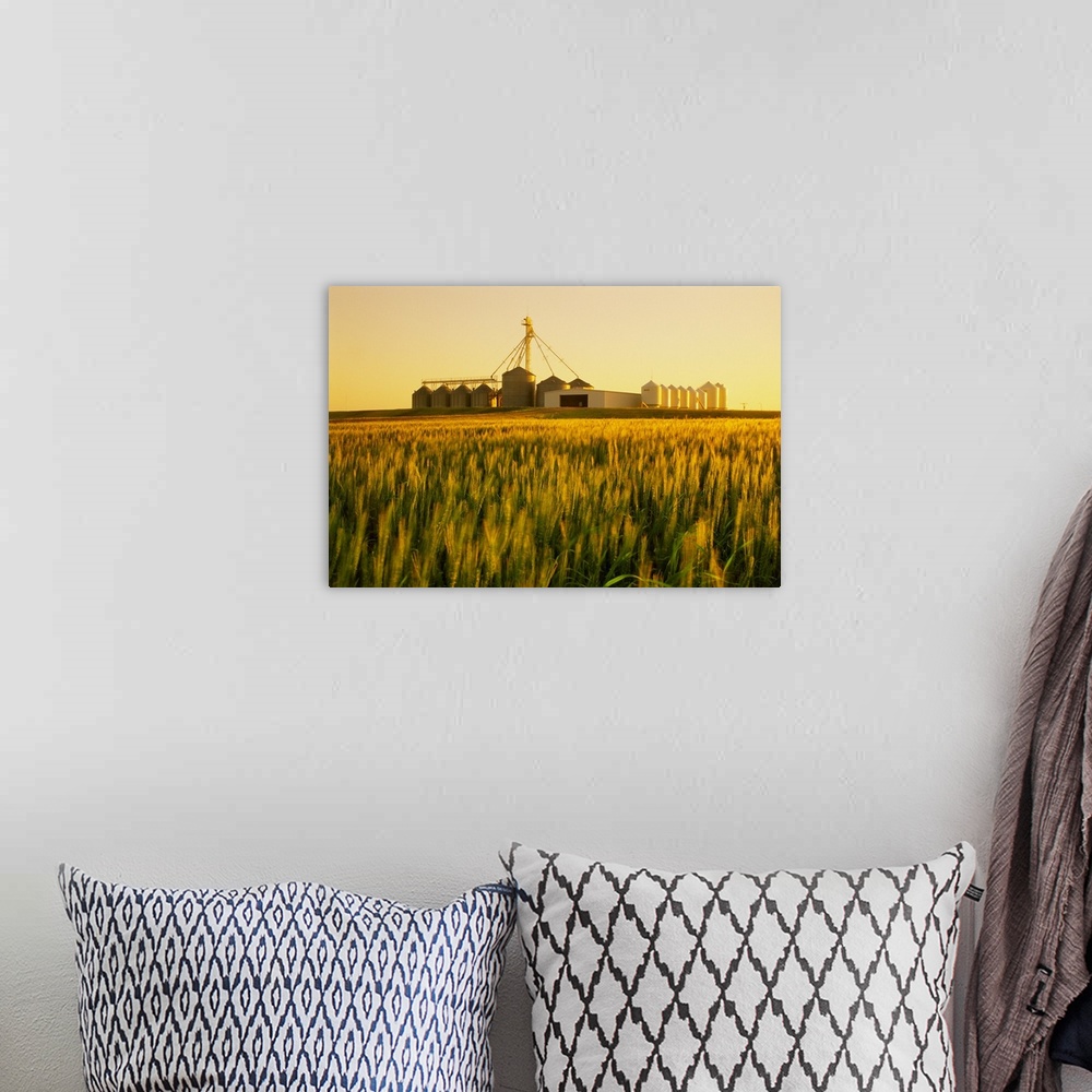 A bohemian room featuring Field of maturing winter wheat in early morning light with grain bins in the background