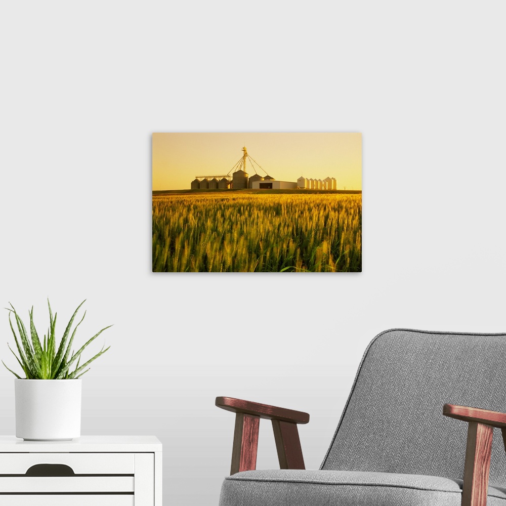 A modern room featuring Field of maturing winter wheat in early morning light with grain bins in the background