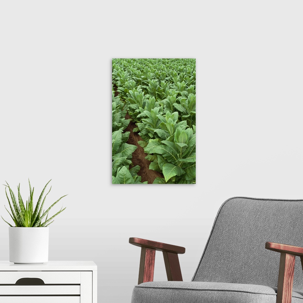 A modern room featuring Field of mid growth Burley tobacco, Tennessee