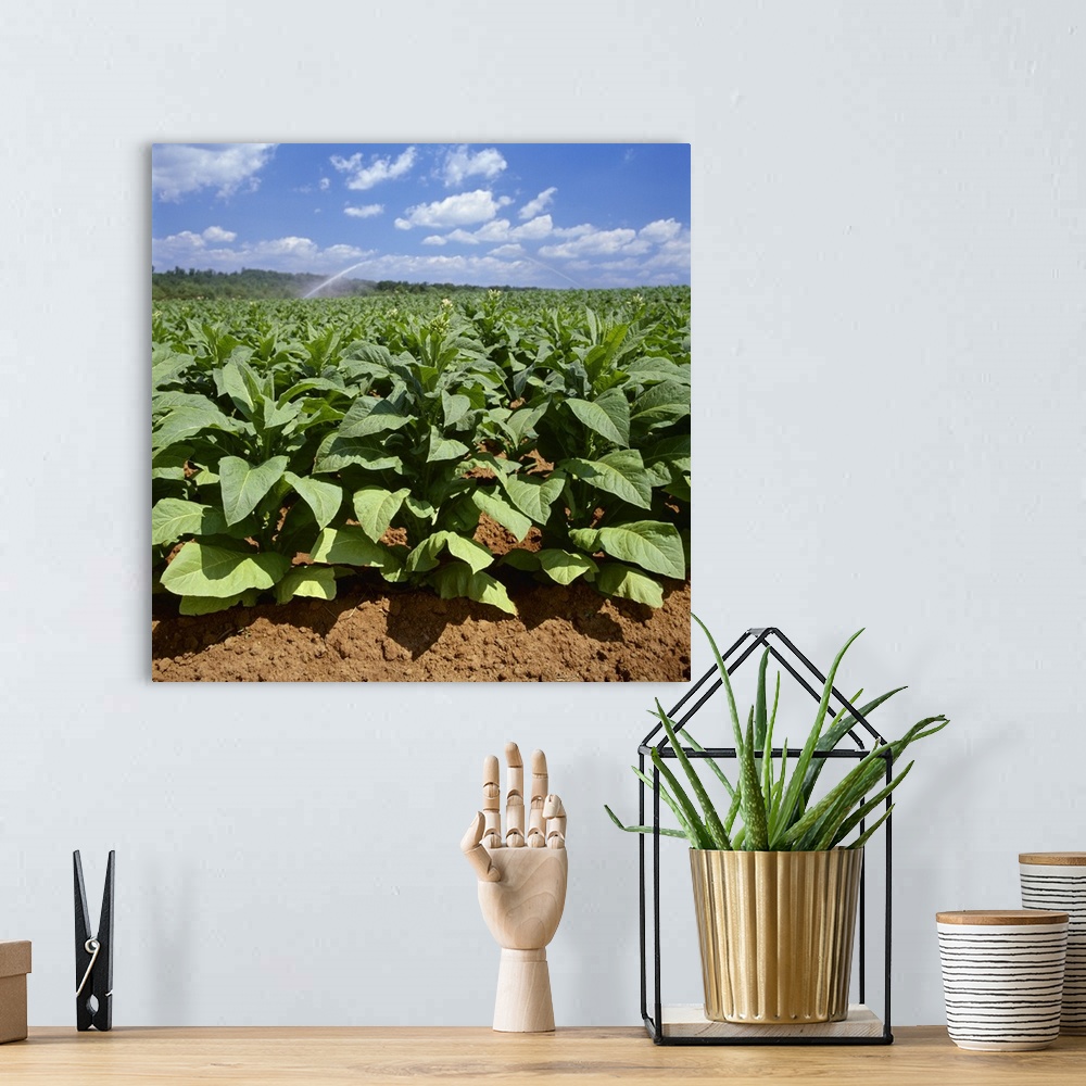 A bohemian room featuring Field of mid growth Flue Cured tobacco plants, with sprinkler irrigation