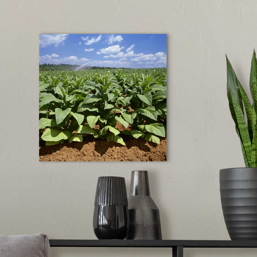 A modern room featuring Field of mid growth Flue Cured tobacco plants, with sprinkler irrigation