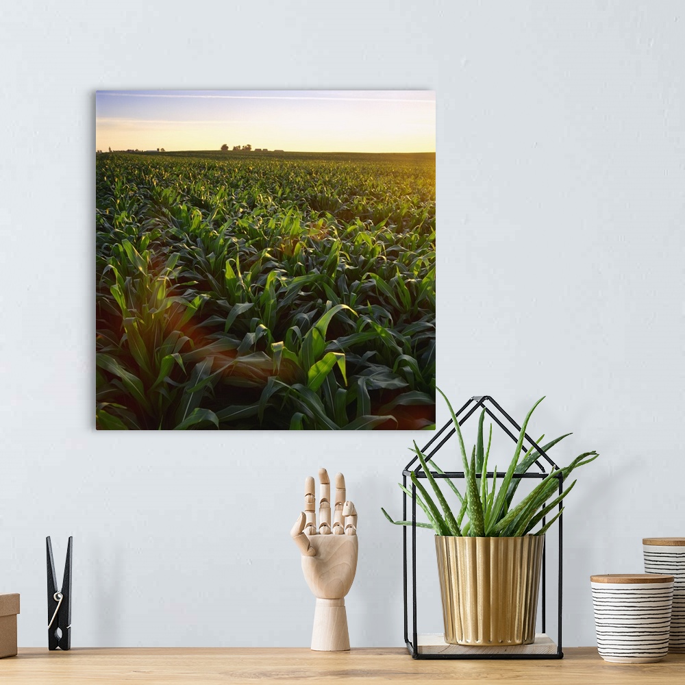 A bohemian room featuring Field of mid growth pre-tassel stage grain corn at sunset with a farmstead