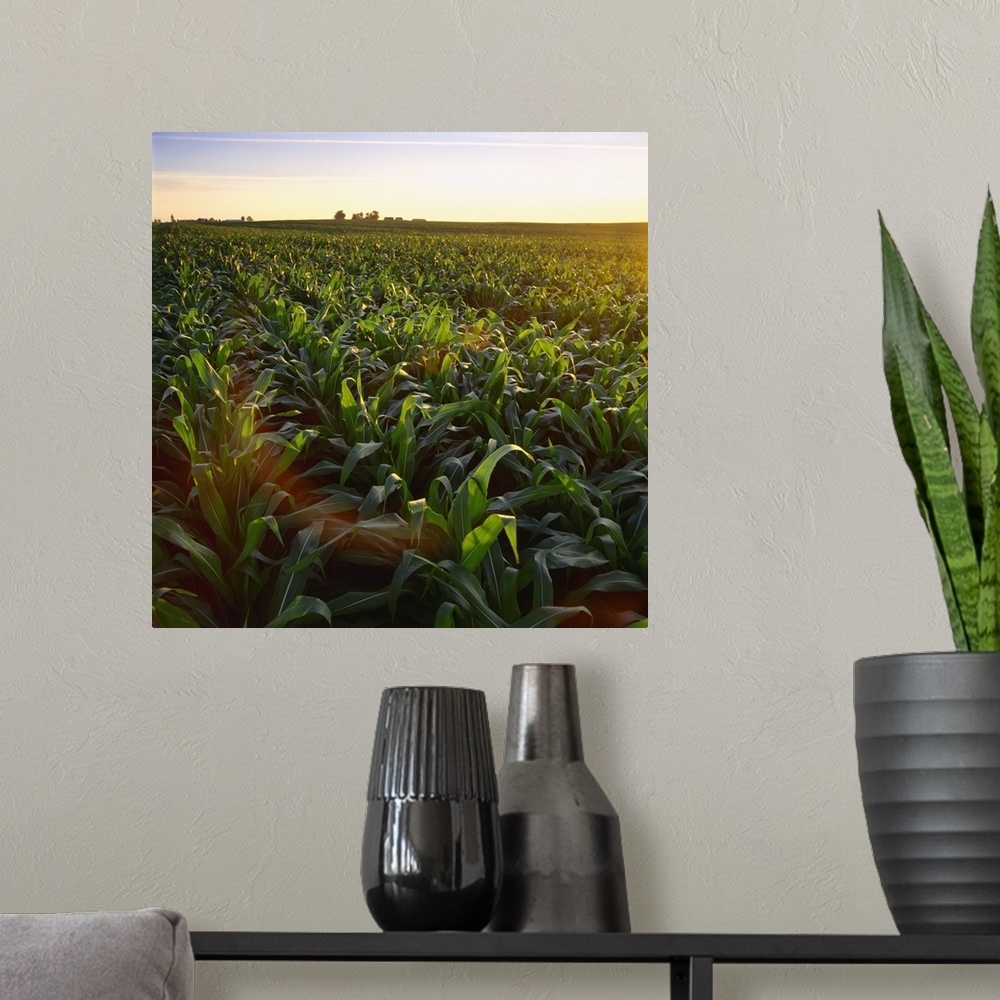 A modern room featuring Field of mid growth pre-tassel stage grain corn at sunset with a farmstead