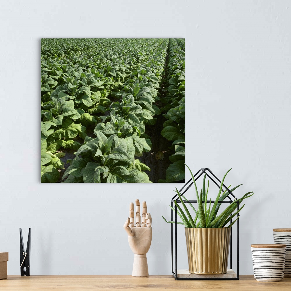 A bohemian room featuring Field of nearly mature Flue Cured tobacco plants, North Carolina