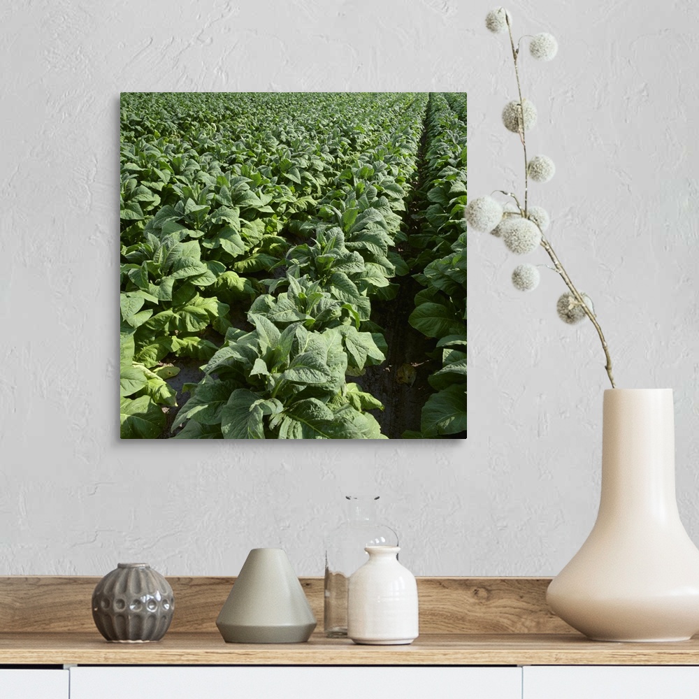 A farmhouse room featuring Field of nearly mature Flue Cured tobacco plants, North Carolina