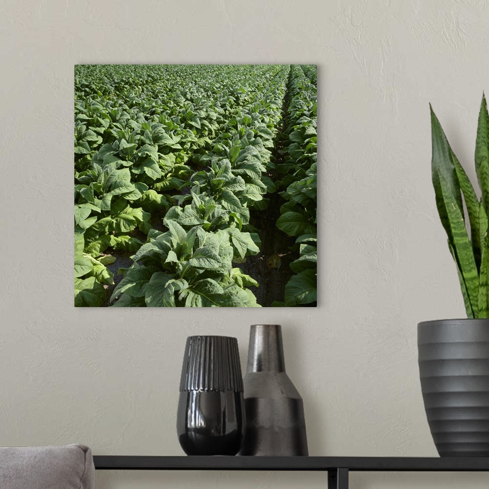 A modern room featuring Field of nearly mature Flue Cured tobacco plants, North Carolina