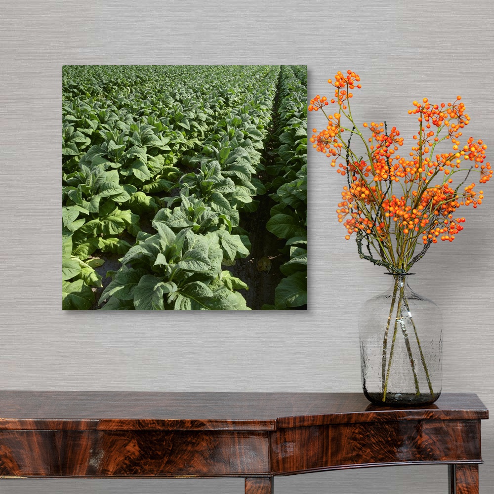 A traditional room featuring Field of nearly mature Flue Cured tobacco plants, North Carolina