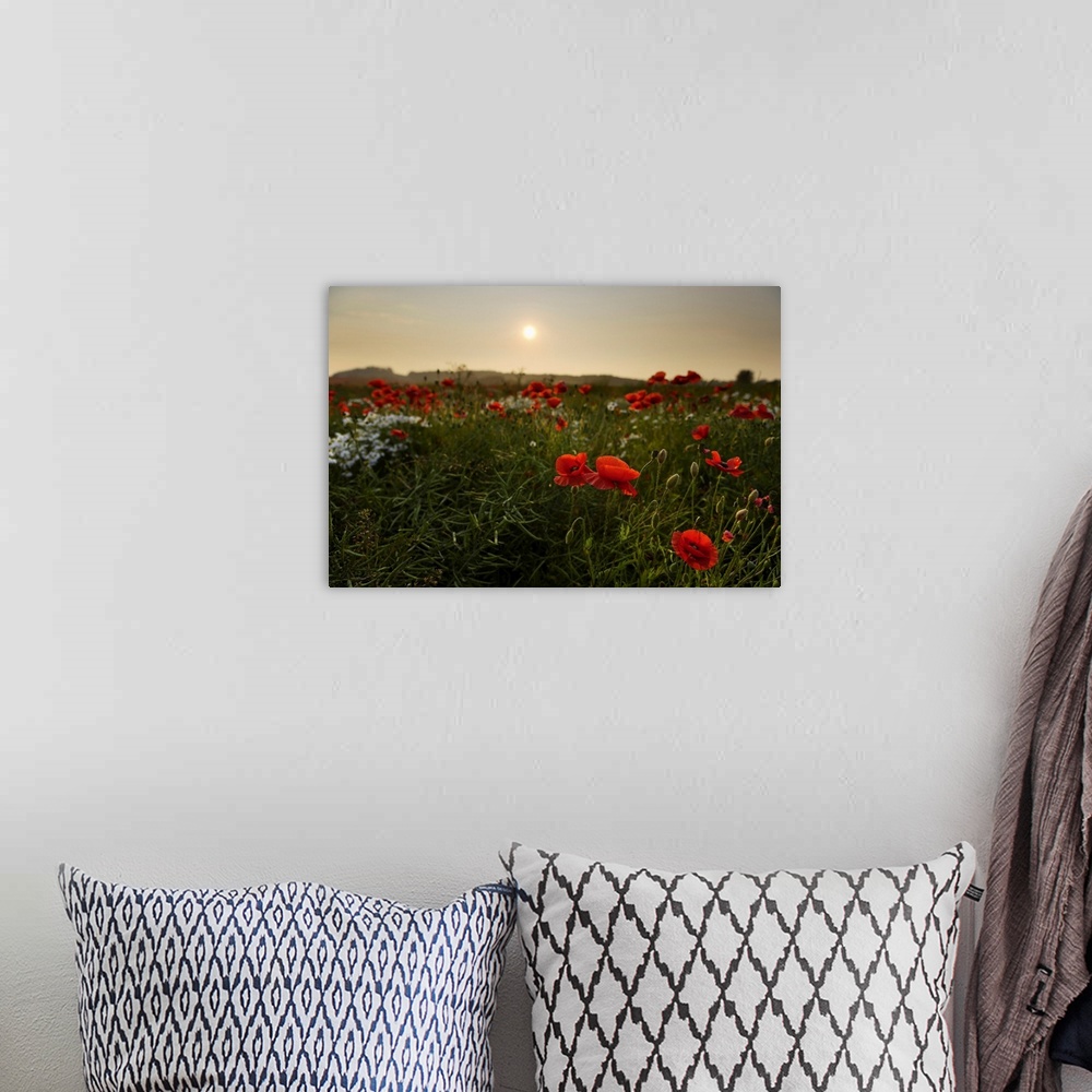 A bohemian room featuring Field of Poppies, Midlothian, Scotland, United Kingdom