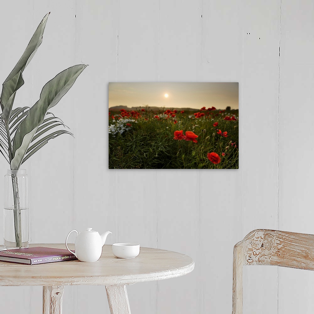 A farmhouse room featuring Field of Poppies, Midlothian, Scotland, United Kingdom