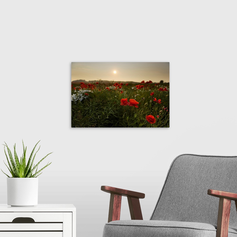 A modern room featuring Field of Poppies, Midlothian, Scotland, United Kingdom
