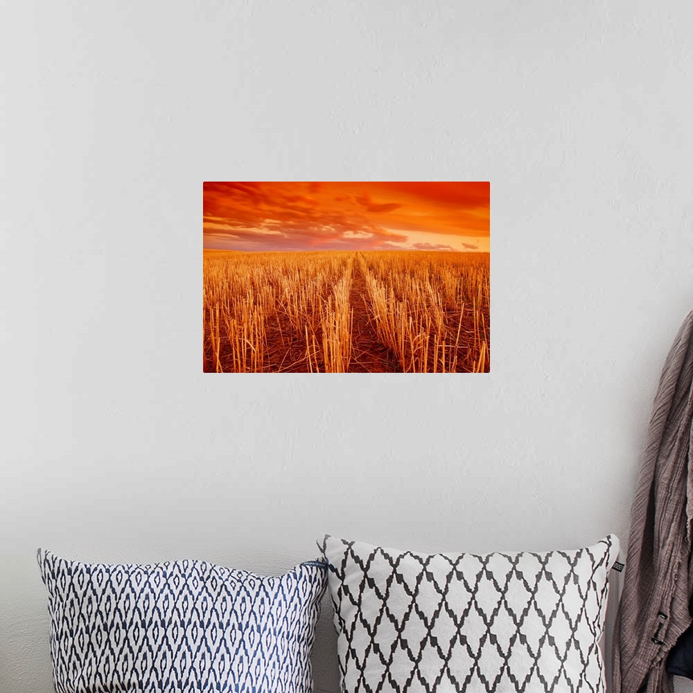 A bohemian room featuring Field of wheat stubble at sunset, near Ponteix, Saskatchewan, Canada