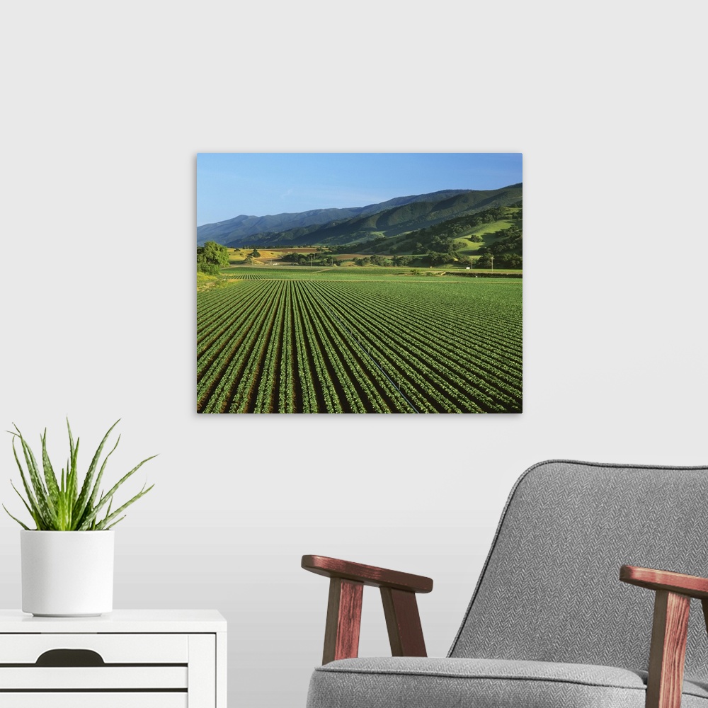 A modern room featuring Fields of early growth broccoli plants, Monterey County, California