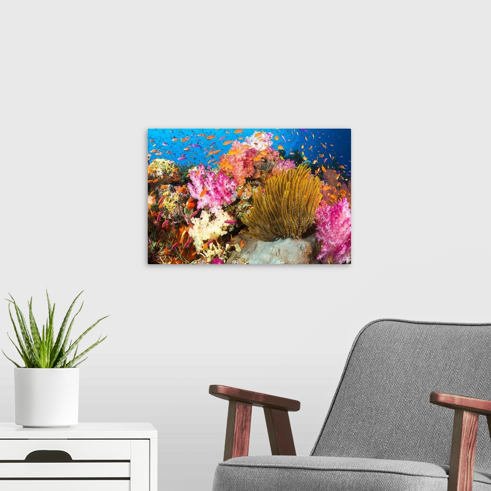 A modern room featuring Fiji, Alconarian Coral And A Crinoid Along With Schooling Anthias