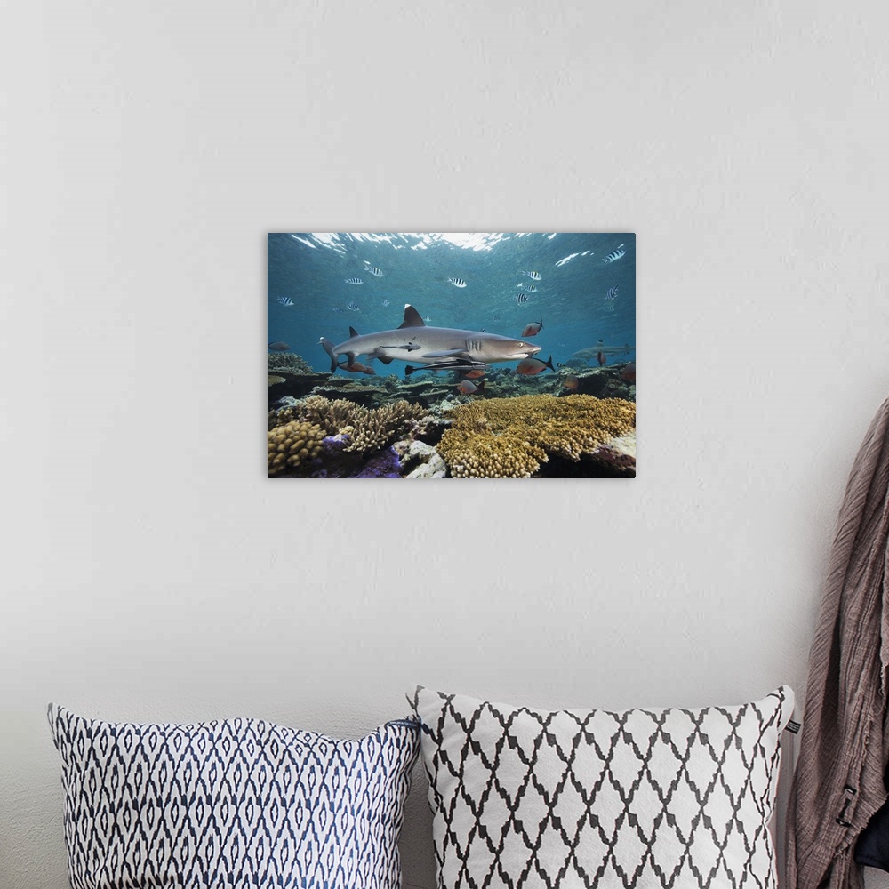 A bohemian room featuring Fiji, Beqa Lagoon, Whitetip Reef Shark (Triaenodon Obesus)