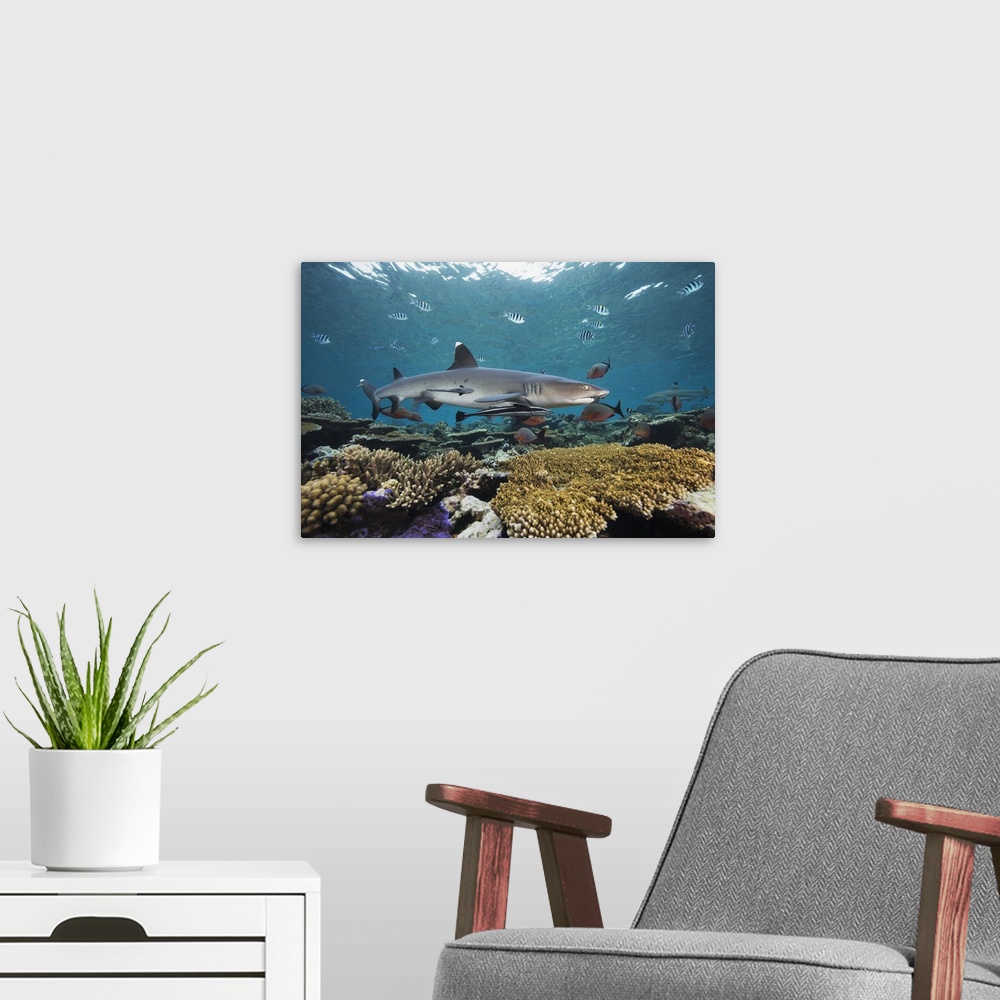A modern room featuring Fiji, Beqa Lagoon, Whitetip Reef Shark (Triaenodon Obesus)