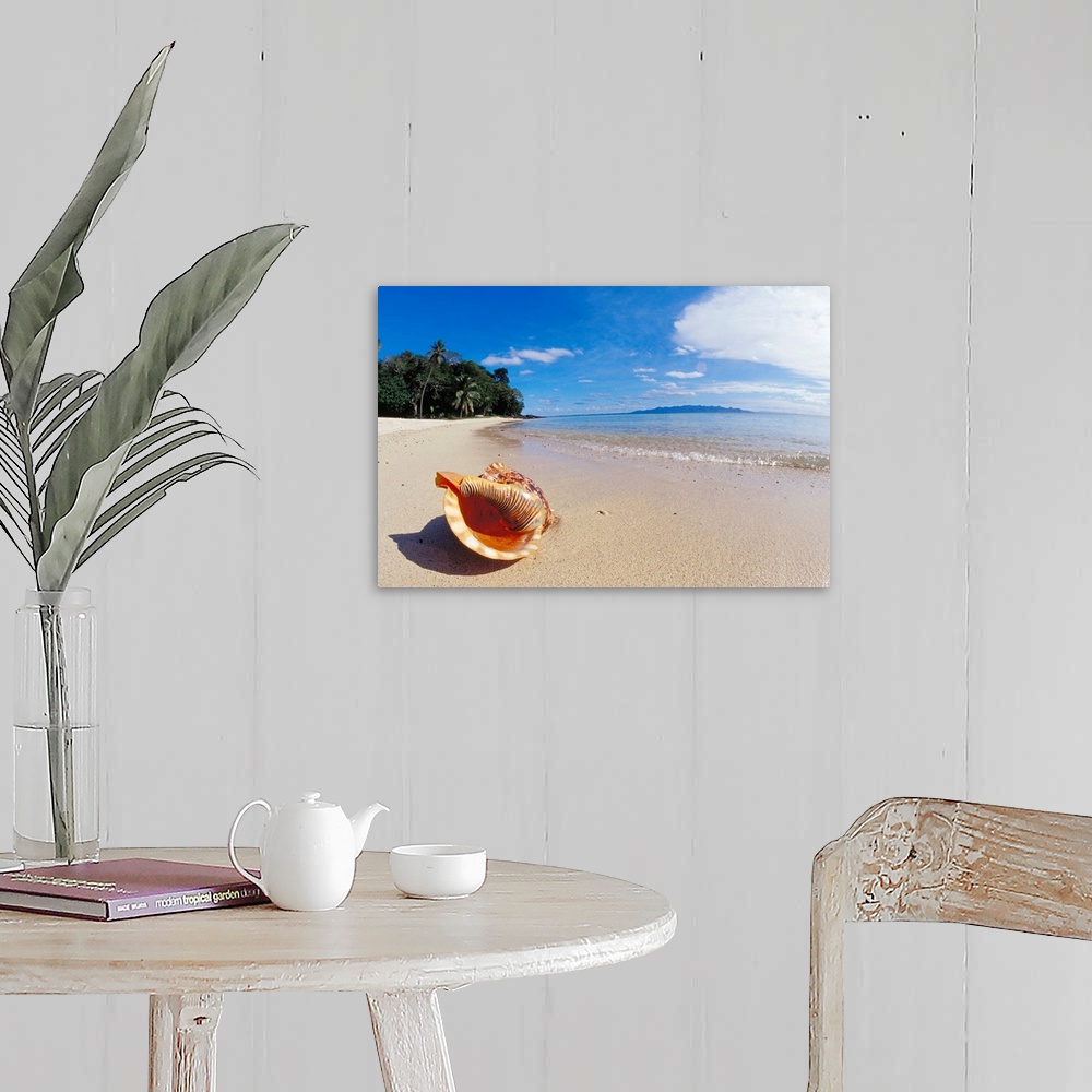 A farmhouse room featuring Fiji, Charonia Tritonis, A Triton's Trumpet Shell On Sandy Beach