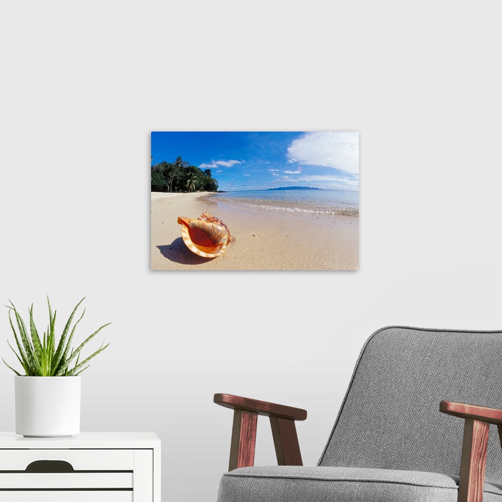 A modern room featuring Fiji, Charonia Tritonis, A Triton's Trumpet Shell On Sandy Beach