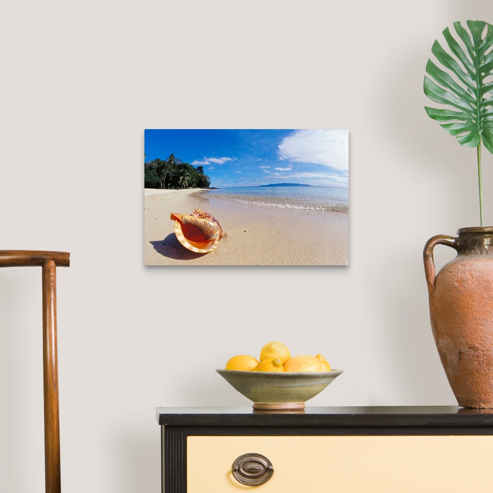 A traditional room featuring Fiji, Charonia Tritonis, A Triton's Trumpet Shell On Sandy Beach