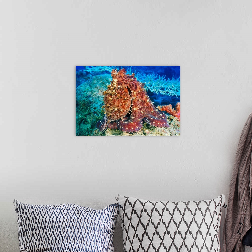 A bohemian room featuring Fiji, Day Octopus (Octopus Cyanea) With Textured Body On Coral