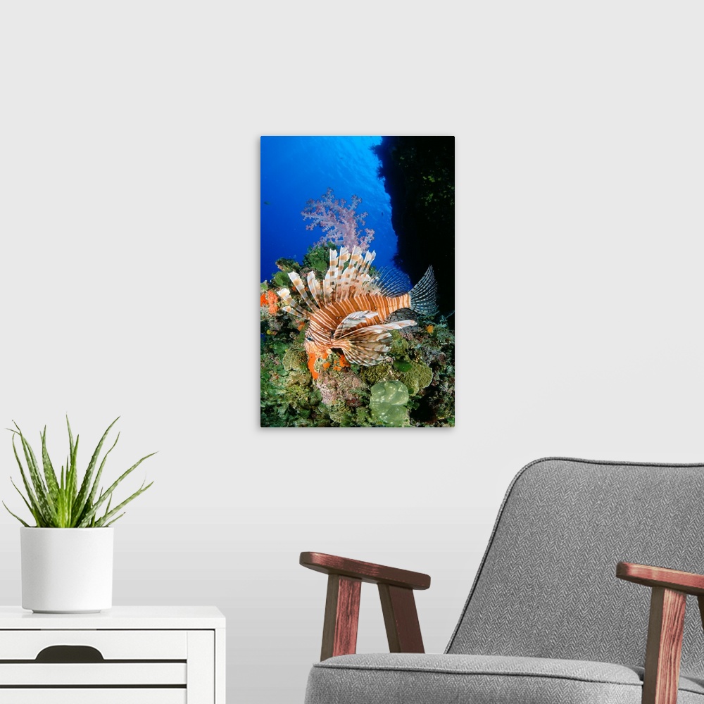 A modern room featuring Fiji, Lionfish And Alcyonarian Coral