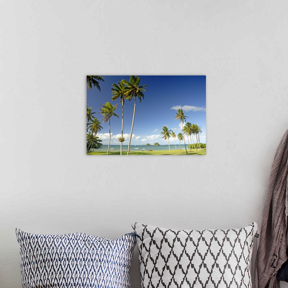 A bohemian room featuring Fiji, Taveuni, Grassy Shoreline With Tall Palm Trees Along Ocean